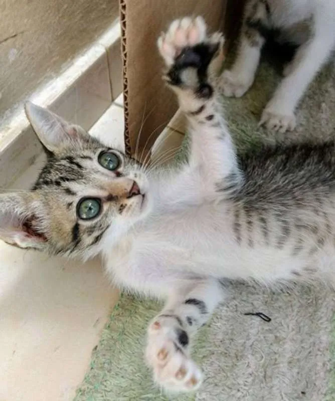 Gato ra a VIRALATA idade Abaixo de 2 meses nome MADONA