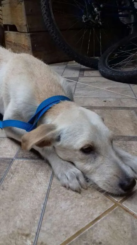 Cachorro ra a viralata idade 7 a 11 meses nome Duck
