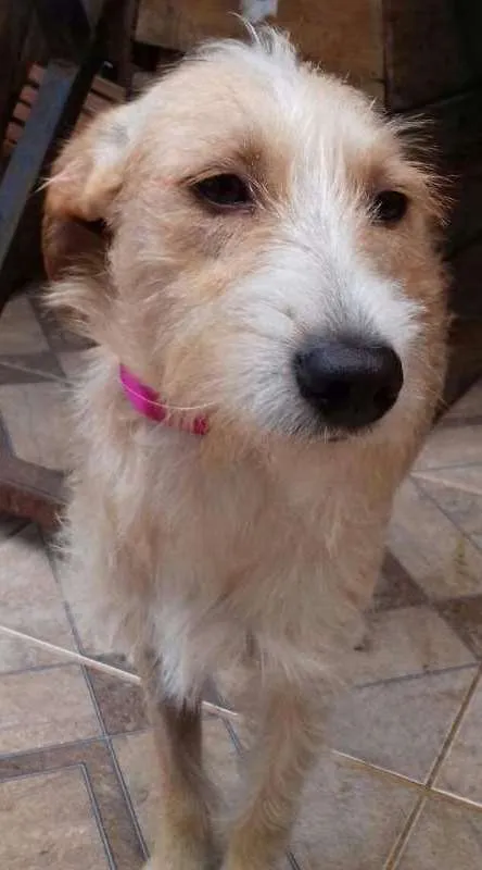 Cachorro ra a viralata idade 7 a 11 meses nome Duck