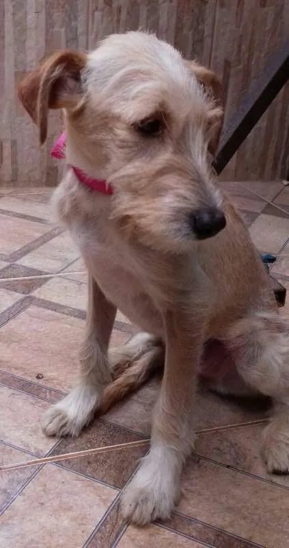 Cachorro ra a viralata idade 7 a 11 meses nome Duck