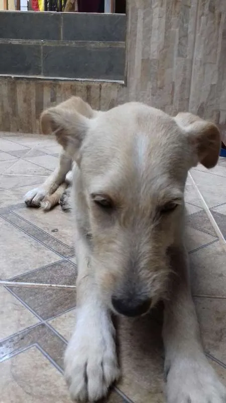 Cachorro ra a vira lata idade 7 a 11 meses nome Spaik