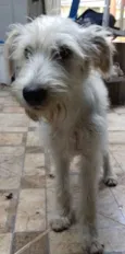 Lily