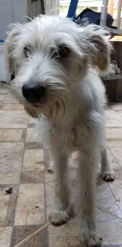 Cachorro ra a vira lata idade 7 a 11 meses nome Lily
