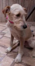 Lily