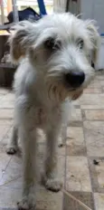 Espoleta