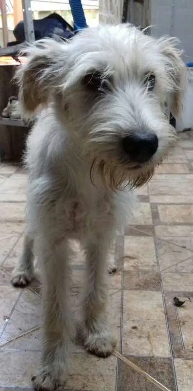 Cachorro ra a vira lata idade 7 a 11 meses nome Espoleta