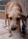 Bidu