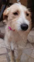 Branquela