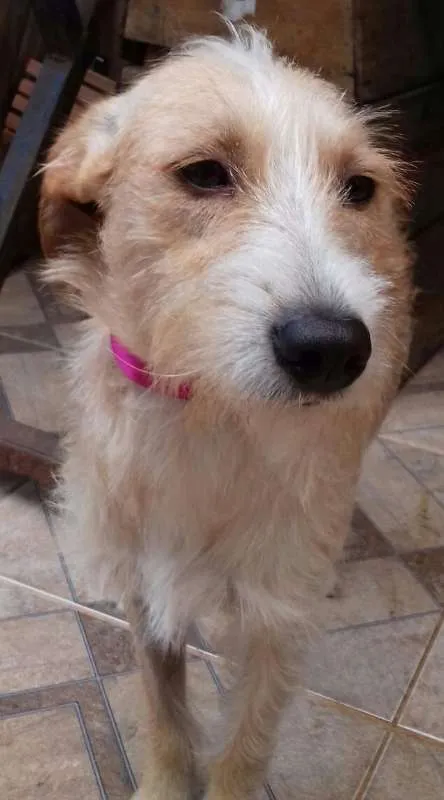 Cachorro ra a vira lata idade 1 ano nome Branquela