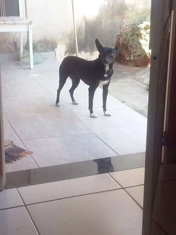 Cachorro raça vira lata idade 4 anos nome lily