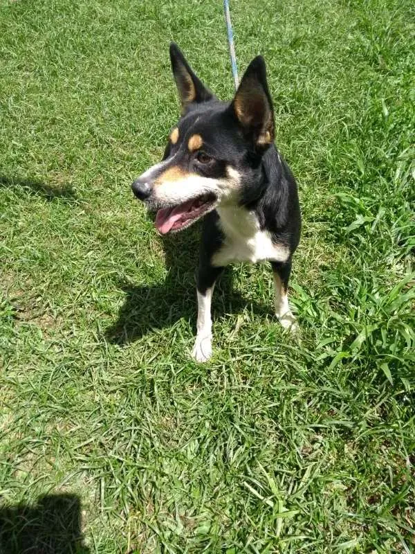 Cachorro ra a SRD idade 3 anos nome ROMEO