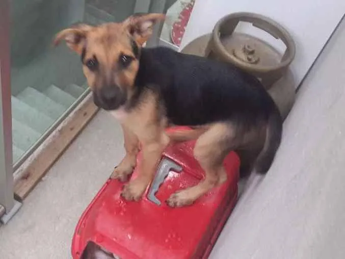 Cachorro raça Indefinido idade 2 a 6 meses nome Indefinido