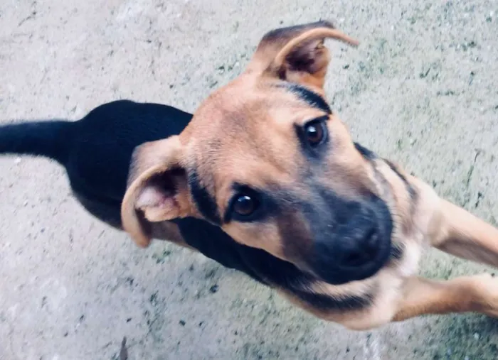 Cachorro raça Indefinido idade 2 a 6 meses nome Indefinido