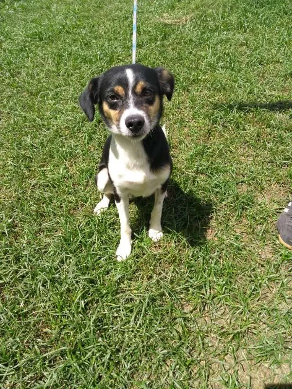 Cachorro ra a SRD idade 3 anos nome COOPER
