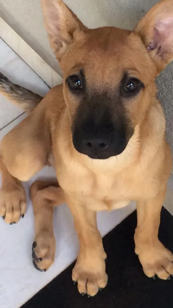 Cachorro raça Indefinido idade 2 a 6 meses nome Indefinido