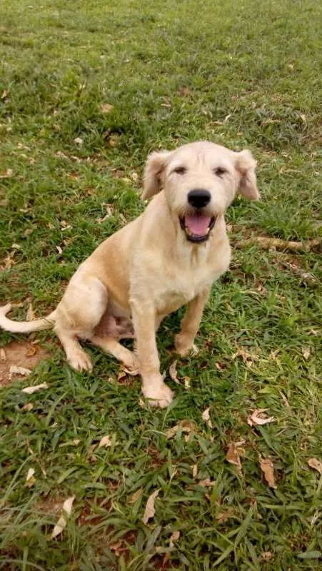 Cachorro ra a SRD idade 4 anos nome ULA