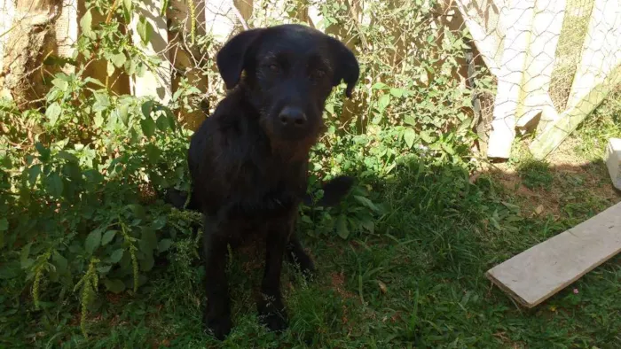 Cachorro ra a SRD idade 3 anos nome MIGUEL