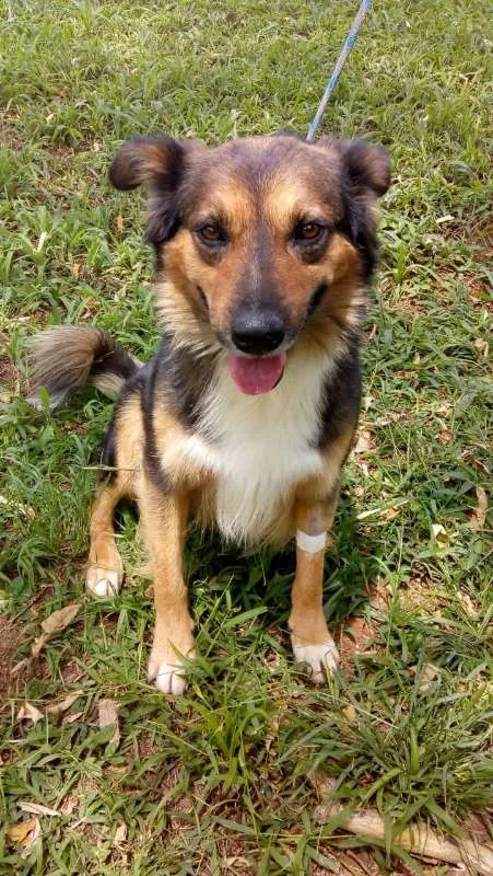 Cachorro ra a SRD idade 3 anos nome DONALD