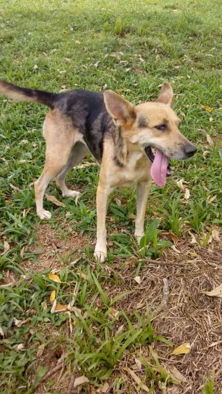 Cachorro ra a SRD idade 4 anos nome ZOÉ