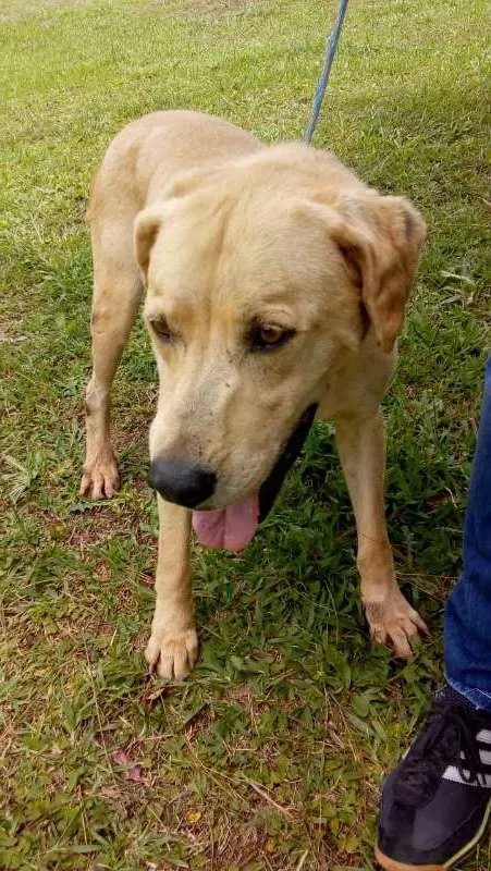 Cachorro ra a SRD idade 6 ou mais anos nome SCAY