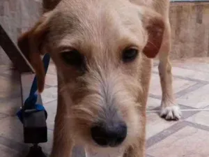 Cachorro raça vira lata idade 7 a 11 meses nome Bidu