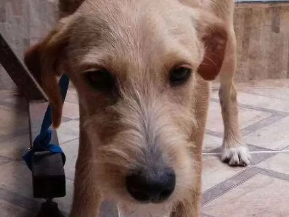 Cachorro ra a vira lata idade 7 a 11 meses nome Bidu