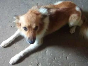 Cachorro raça Pixe idade 7 a 11 meses nome Pigo