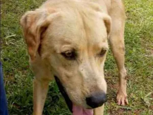 Cachorro raça SRD idade 6 ou mais anos nome SCAY