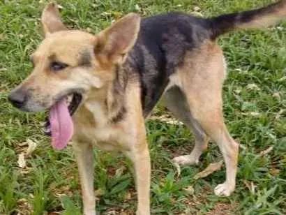 Cachorro ra a SRD idade 4 anos nome ZOÉ