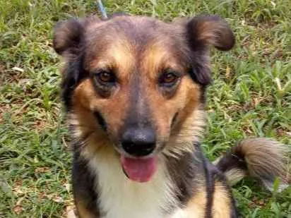 Cachorro ra a SRD idade 3 anos nome DONALD
