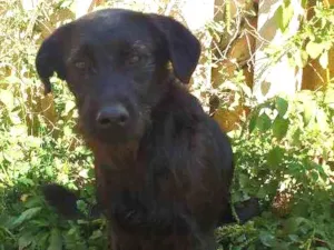 Cachorro raça SRD idade 3 anos nome MIGUEL
