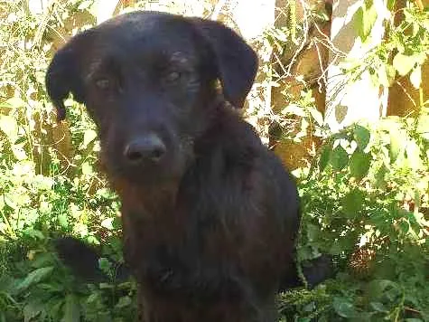Cachorro ra a SRD idade 3 anos nome MIGUEL