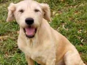 Cachorro raça SRD idade 4 anos nome ULA