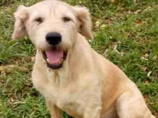 Cachorro ra a SRD idade 4 anos nome ULA