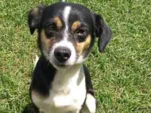 Cachorro raça SRD idade 3 anos nome COOPER