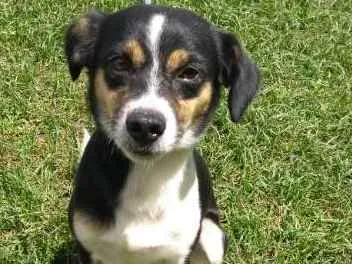 Cachorro ra a SRD idade 3 anos nome COOPER