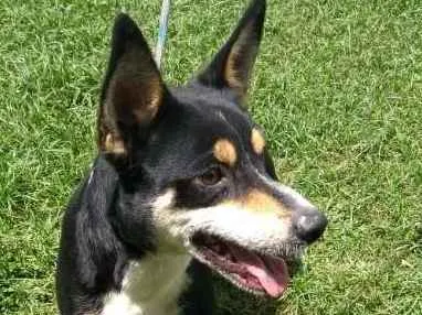 Cachorro ra a SRD idade 3 anos nome ROMEO