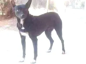 Cachorro raça vira lata idade 4 anos nome lily