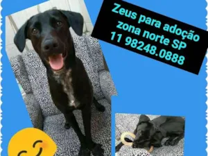 Cachorro raça SRD idade 1 ano nome Zeus