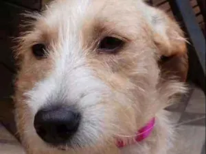 Cachorro raça vira lata idade 1 ano nome Branquela