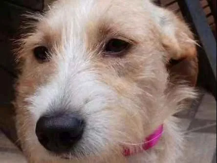 Cachorro ra a vira lata idade 1 ano nome Branquela