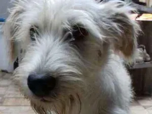 Cachorro raça vira lata idade 7 a 11 meses nome Espoleta