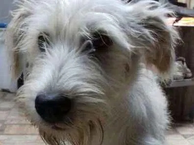 Cachorro ra a vira lata idade 7 a 11 meses nome Espoleta