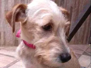 Cachorro raça vira lata idade 7 a 11 meses nome Lily