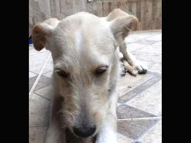 Cachorro ra a vira lata idade 7 a 11 meses nome Spaik