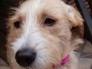 Cachorro raça viralata idade 7 a 11 meses nome Duck