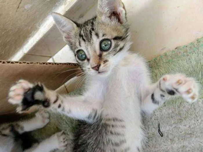 Gato ra a VIRALATA idade Abaixo de 2 meses nome MADONA