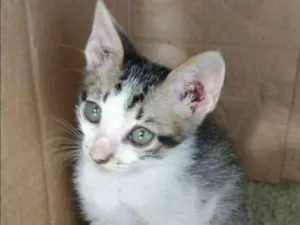 Gato raça VIRALATA idade Abaixo de 2 meses nome FLIP
