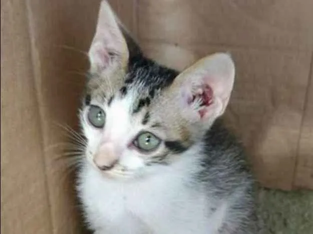 Gato ra a VIRALATA idade Abaixo de 2 meses nome FLIP