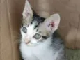 FLIP